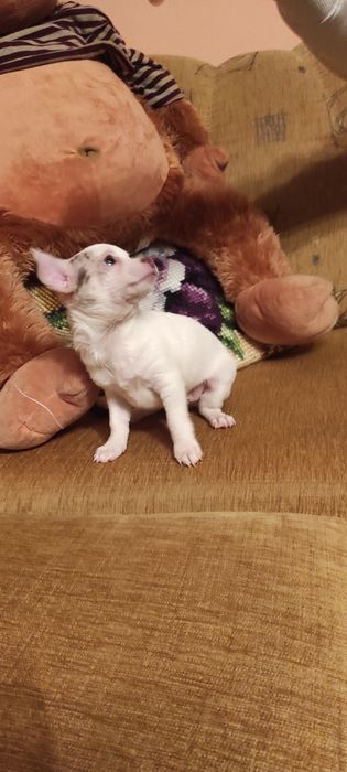 Piesek chihuahua biały ze znaczeniami merle