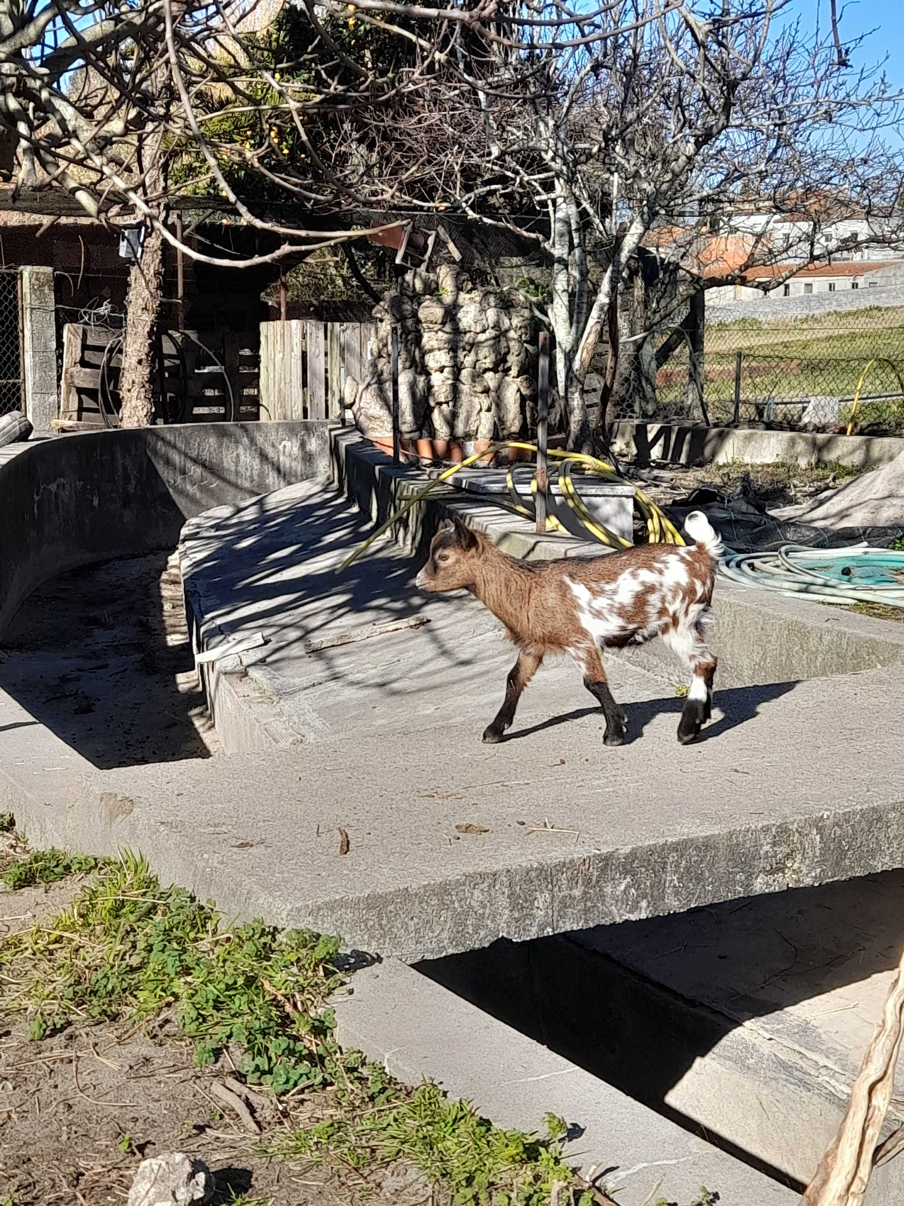 Cabras anãs de Excelente genética