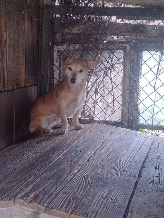 Oddam pieska w dobre ręce