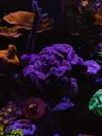 Pavona Cactus Purple