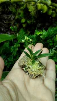 Мініатюрна орхідеяZygostates alleniana