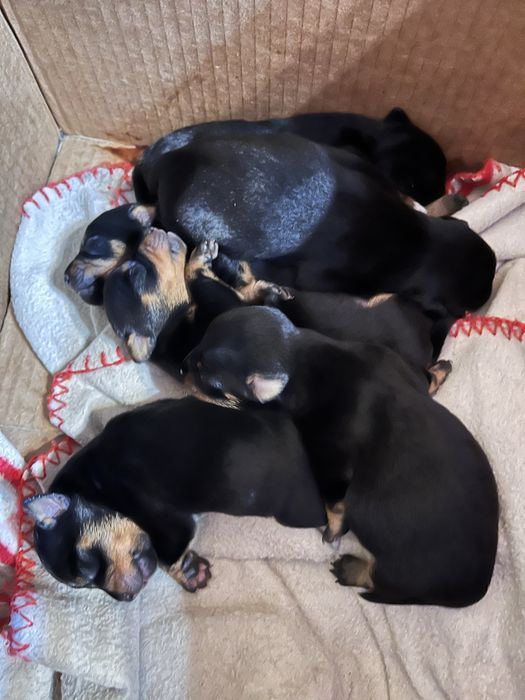 Цуценята цвергпінчера в добрі руки