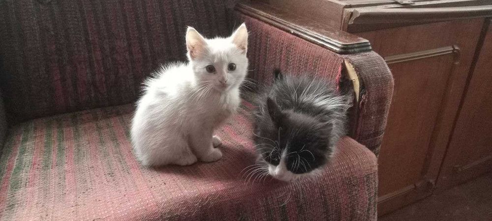 Отдам котят в добрые руки