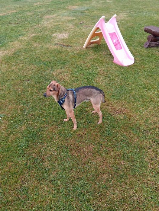 Szukamy domu dla psa