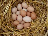 Яйця курячі домашні