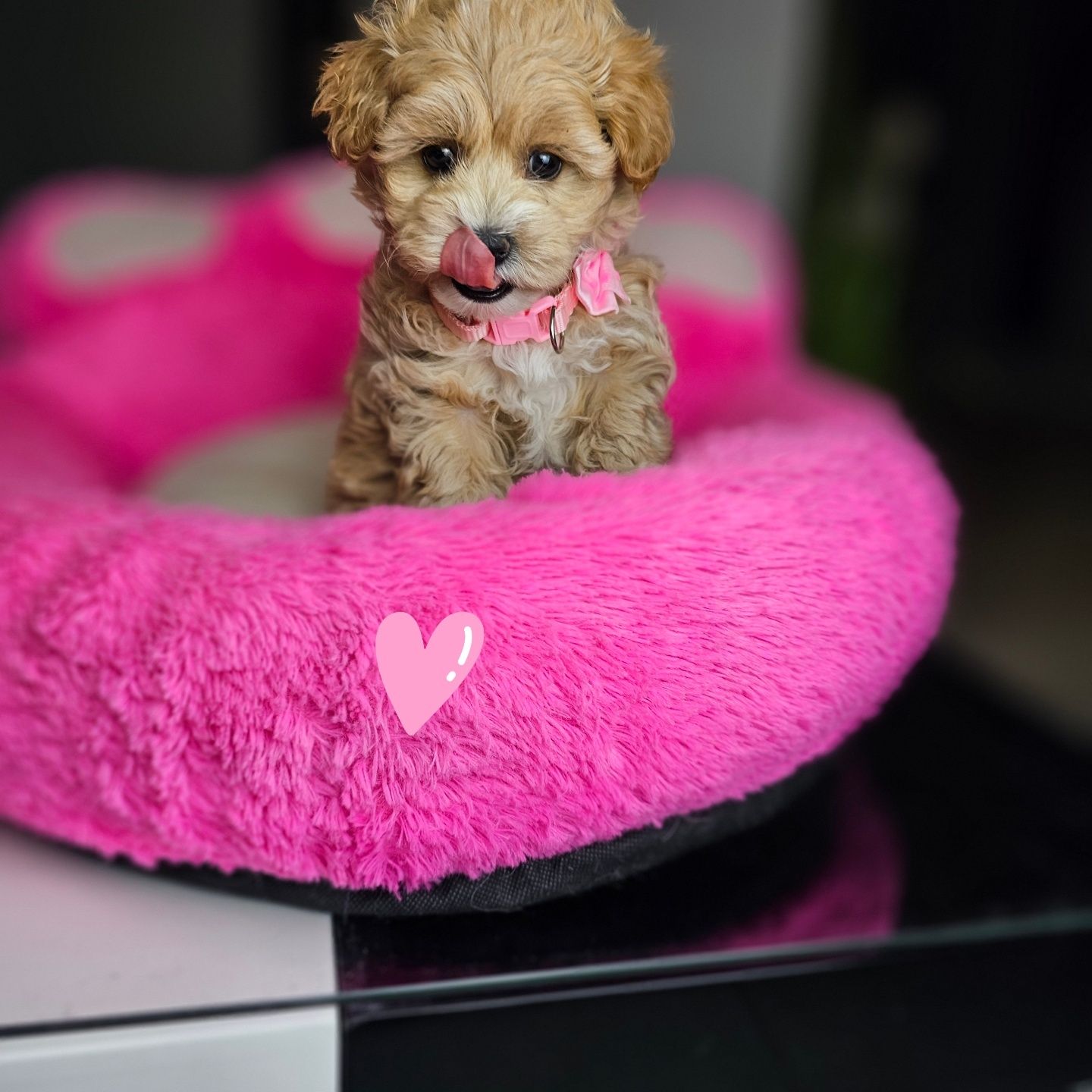 Puchata .Kuleczka Maltipoo