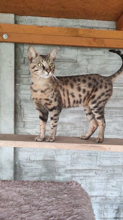 Savannah F5 kocurek