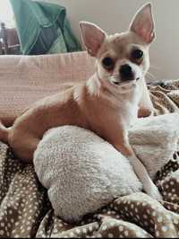 Chihuahua samiec rodowód