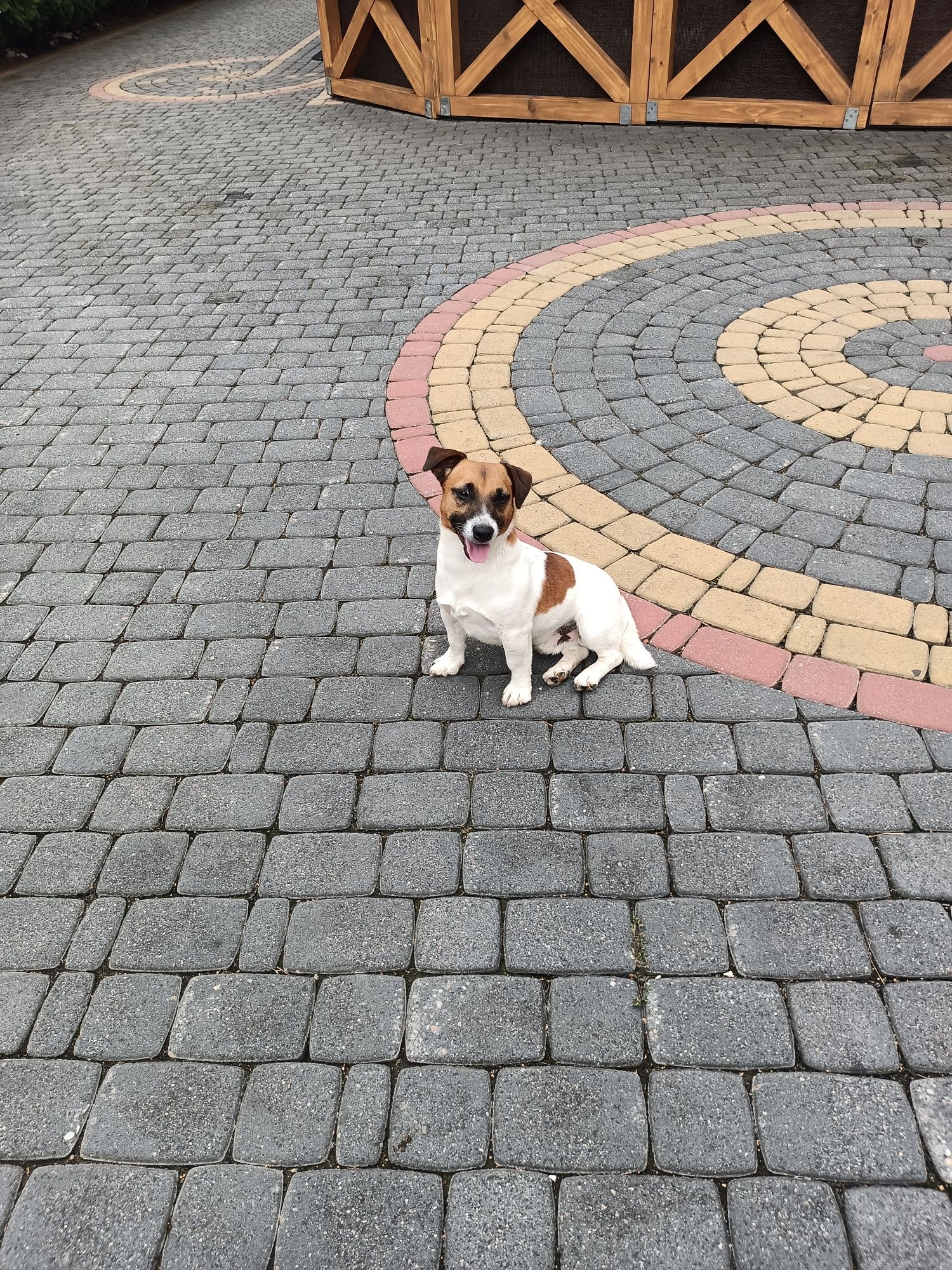Jack Russell Terrier
