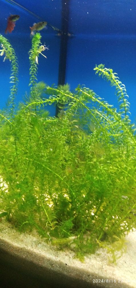 Plantas   Eleodea