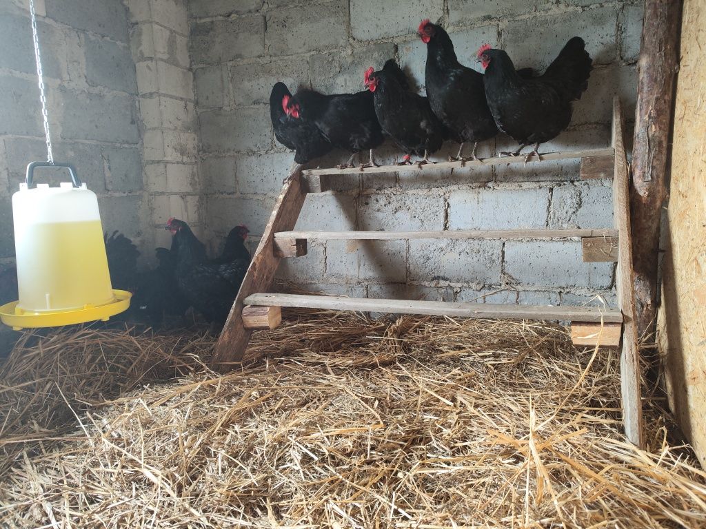 Australorp jaja lęgowe