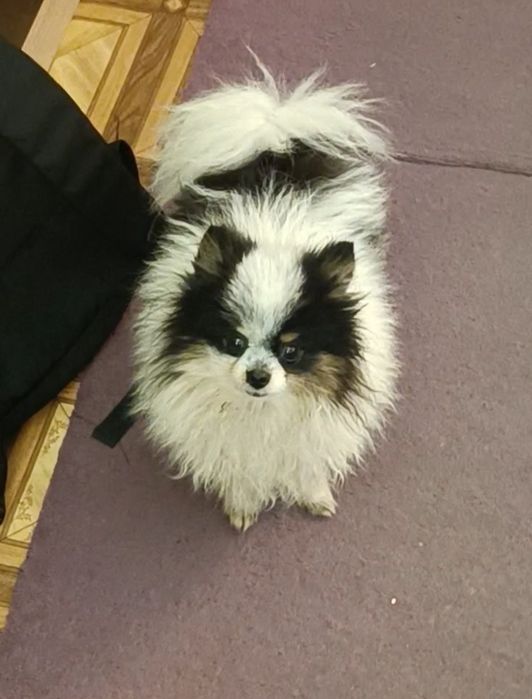 Микро шпиц в сумочку