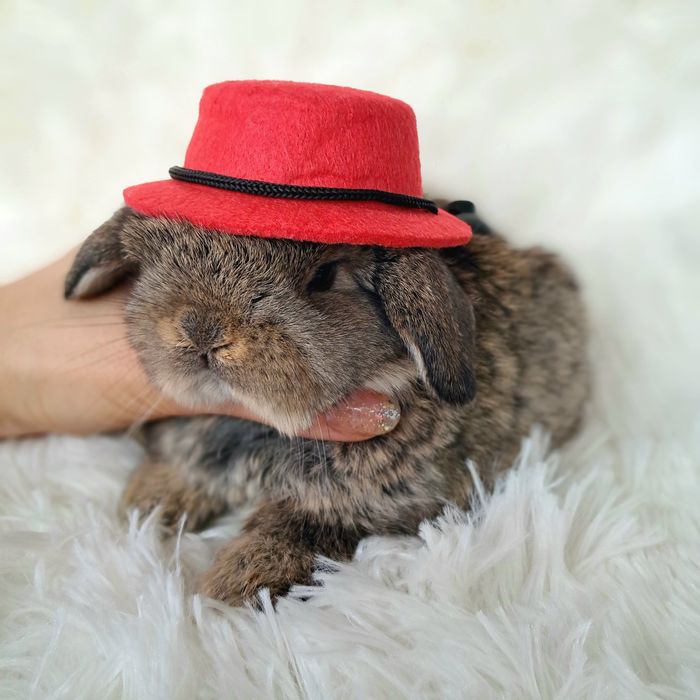 Króliki mini lop królik mini lop z dokumentacją