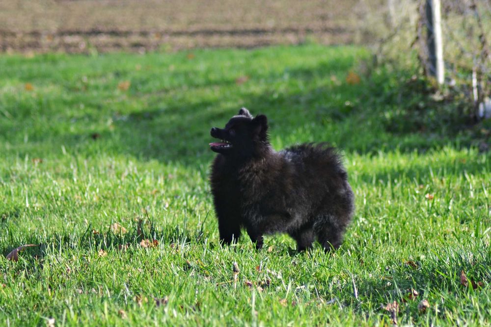 Szpic Mały Klasyczny piesek ZKwP
