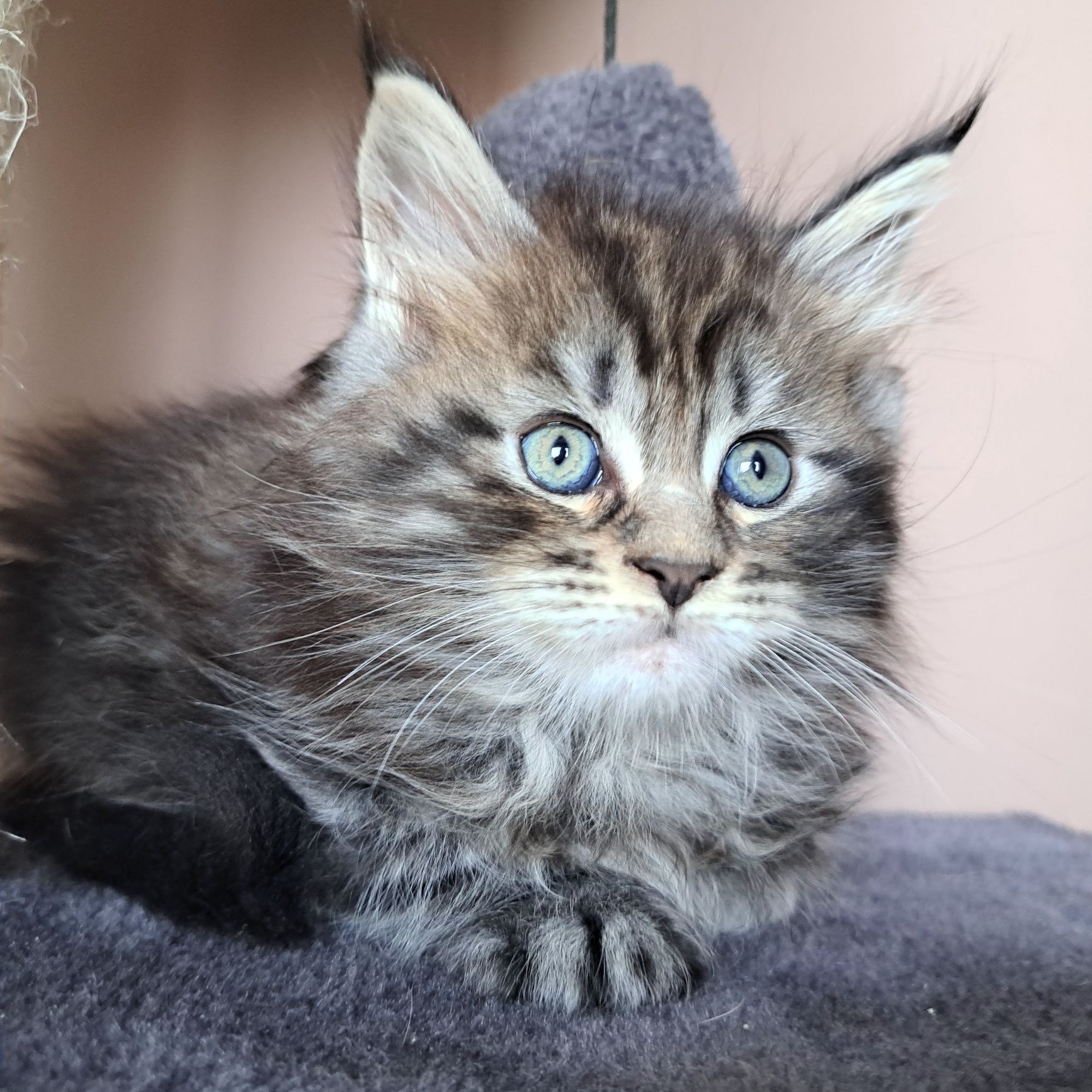 IIianna piękna kotka Maine Coon