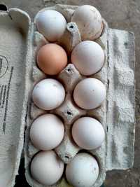 Ekologiczne jajka wiejskie z wolnego wybiegu
