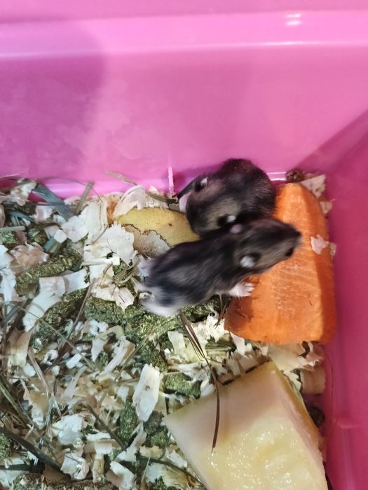 Продам хом'ячат джунгариків