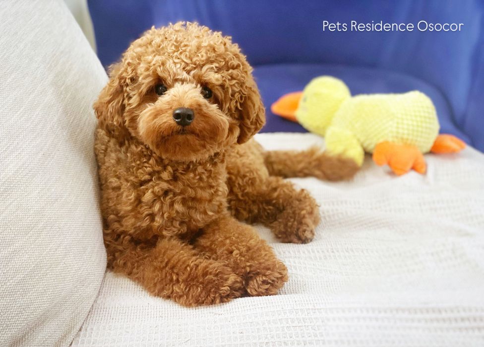 Перетримка вашого улюбленця в комфортних умовах. Київ. Трансфер.