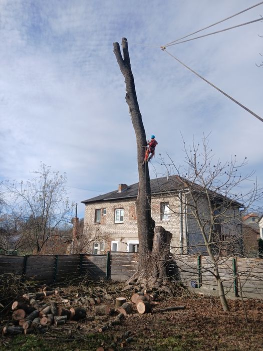 Зрізання дерев  у важкодоступних місцях способом альпенізму