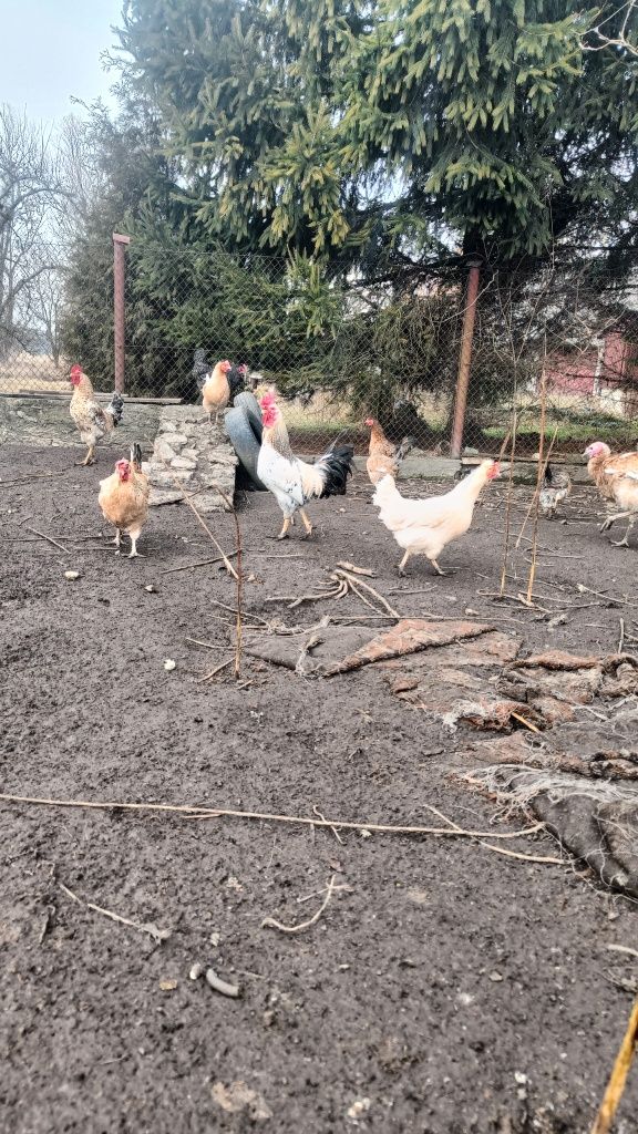 Jaja jajka lęgowe greenshell marans