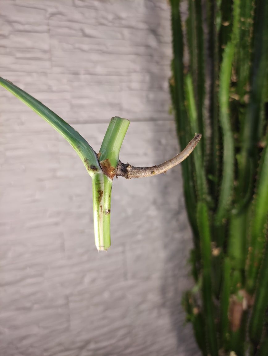 Monstera variegata 25