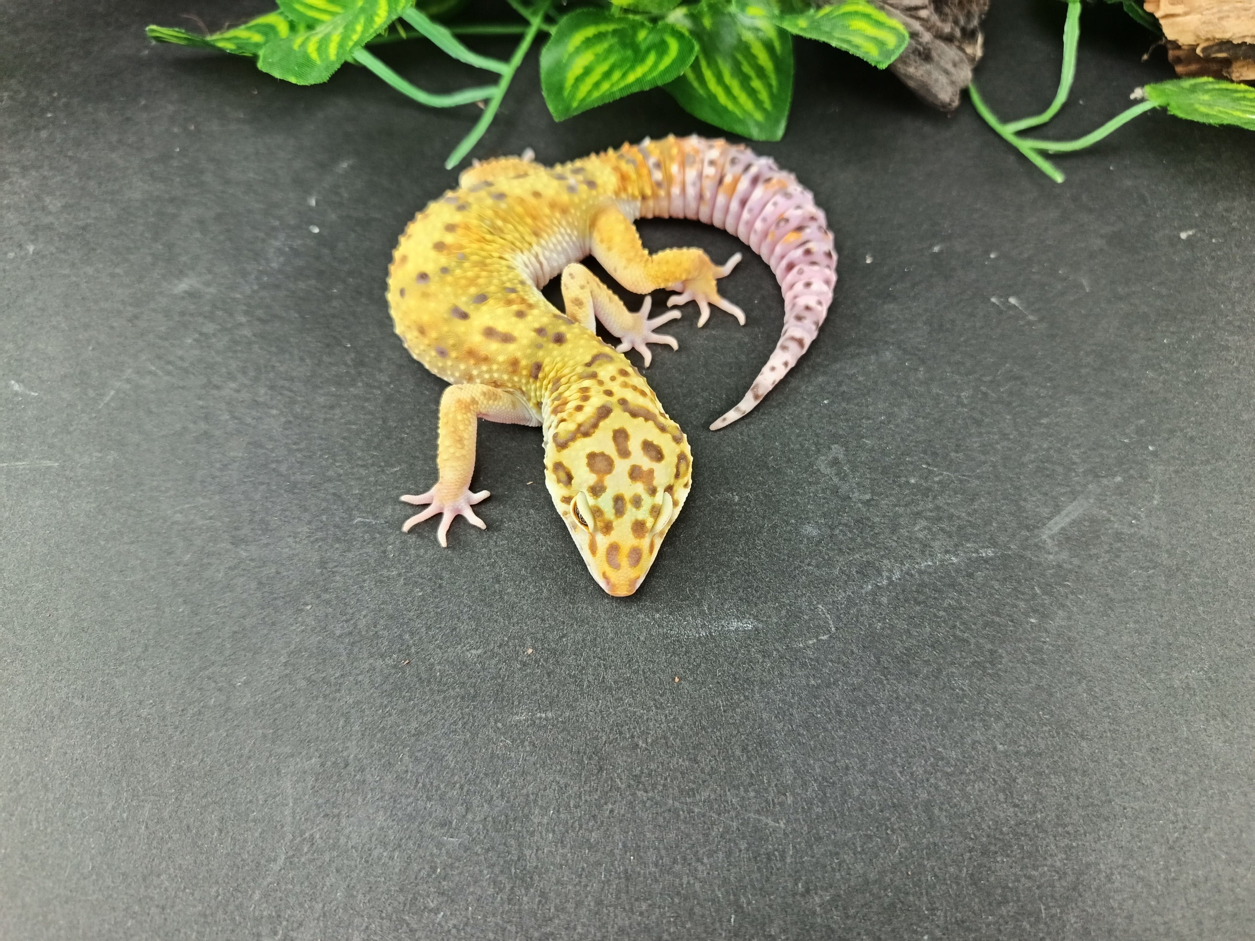 Gekon Lamparci Tangerine nr ref. EM482