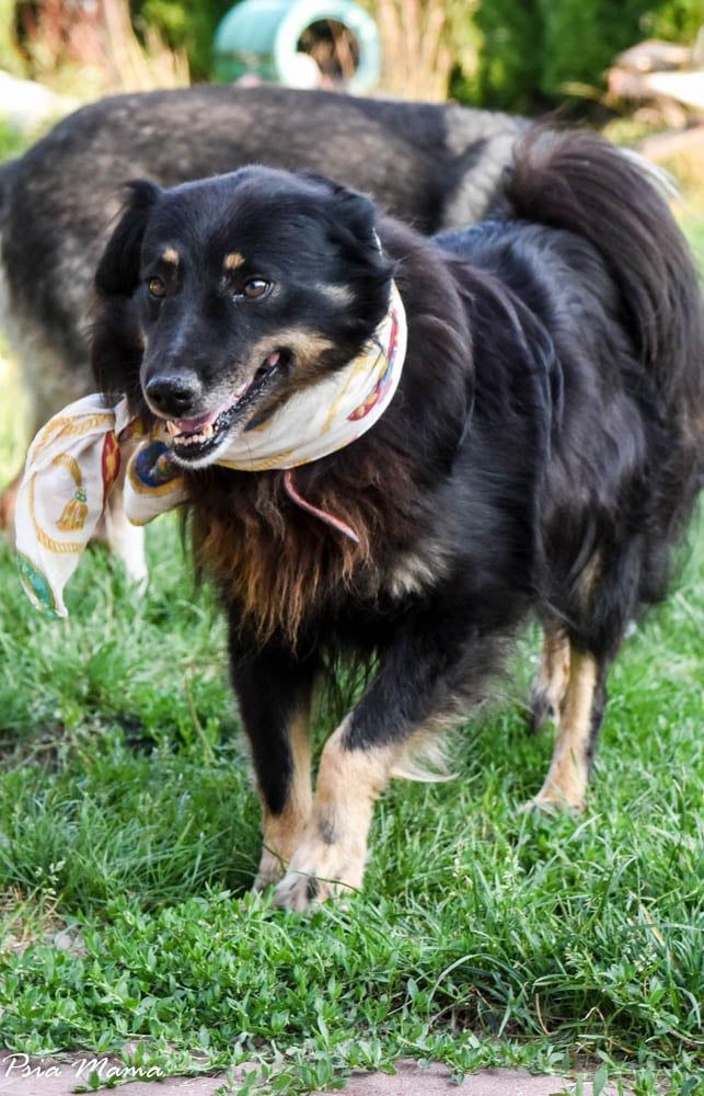 Fantastyczny i optymistyczny Hiden do adopcji!!! Pies na medal!!!