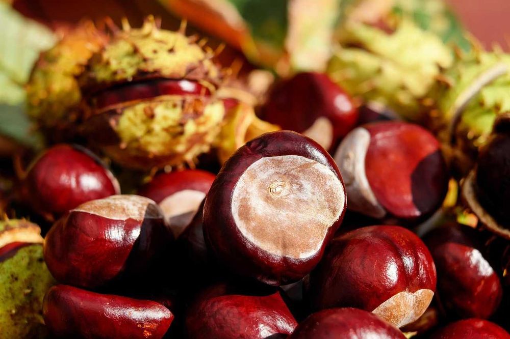 Skup kasztanów 0,70 zł/kg