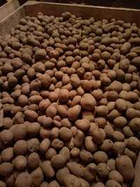 Ziemniaki odpadowe drobne 30gr/kg