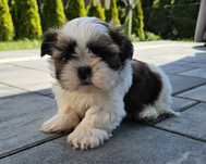 Shih tzu TRI color