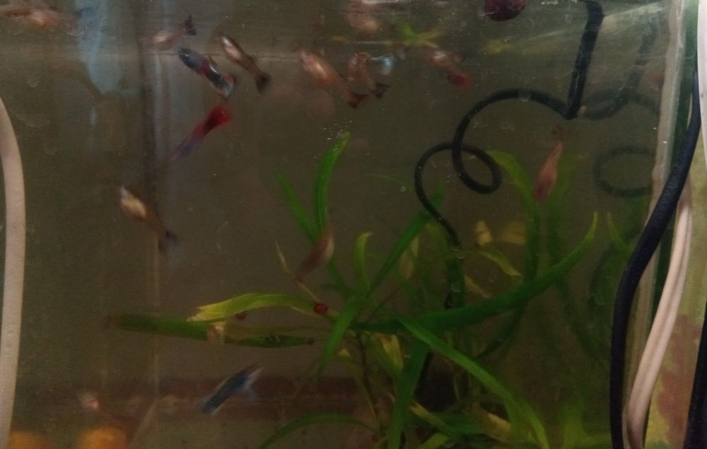 Молодые анциструс супер ред.гуппии красивые