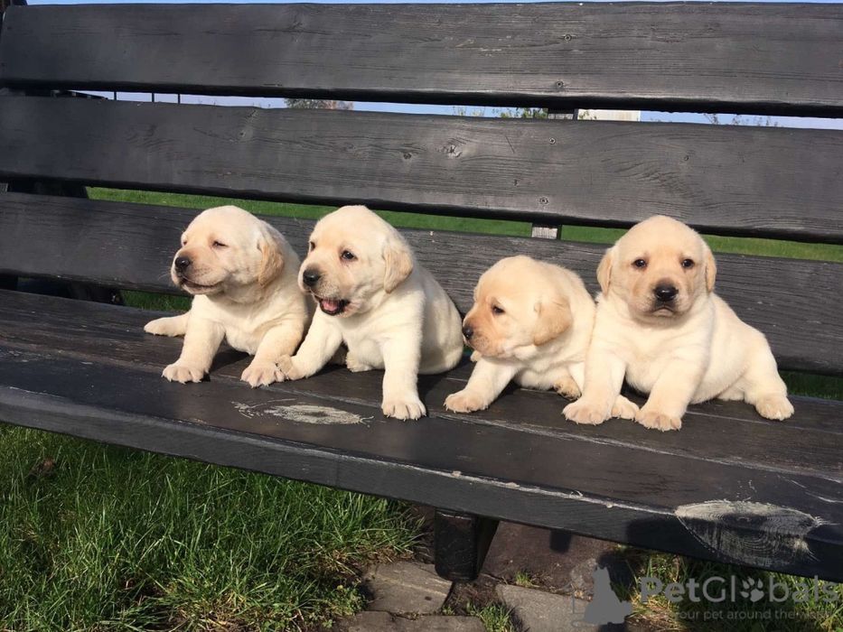 Лабрадор Ретривер шоколадные малыши 
Сейчас есть м