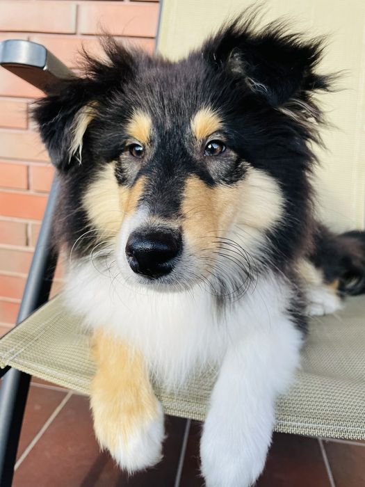 Gotowy do odbioru-Szczeniak Owczarek Szkocki Długowłosy Collie FCI