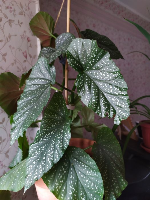 Фикус каучуконосный, бейлиз, бенджамина, рафидофора, сингониум