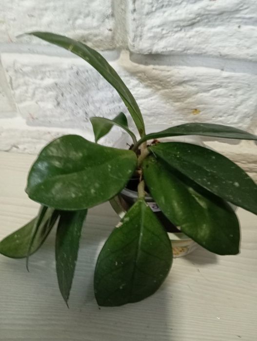 Продаж кімнатних рослин