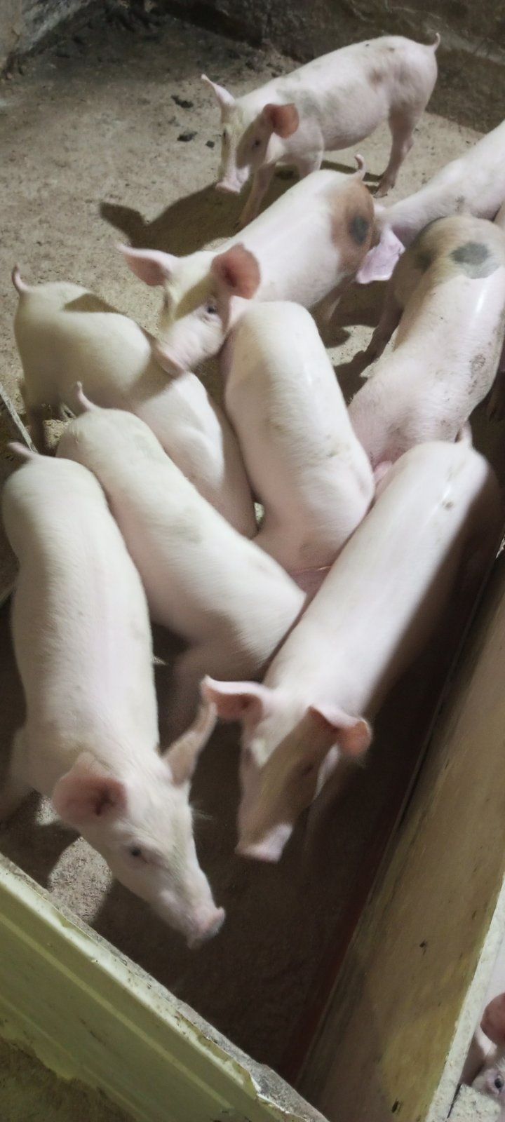 Продам поросят, порода Велика Біла + Кантор