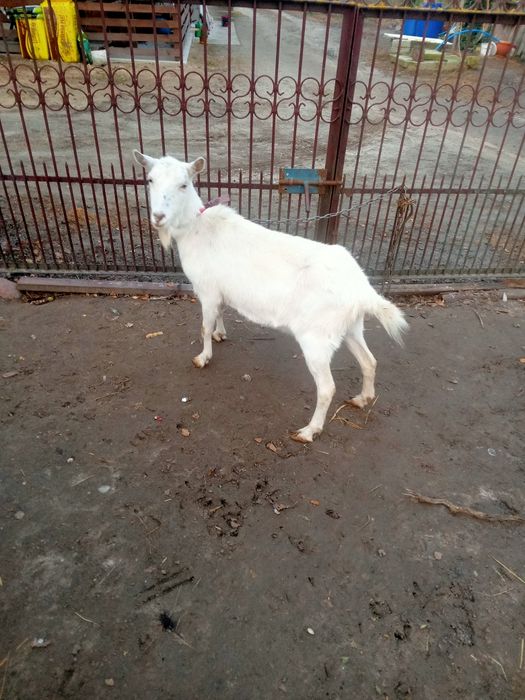 Koza i młode kuzki saksonskie