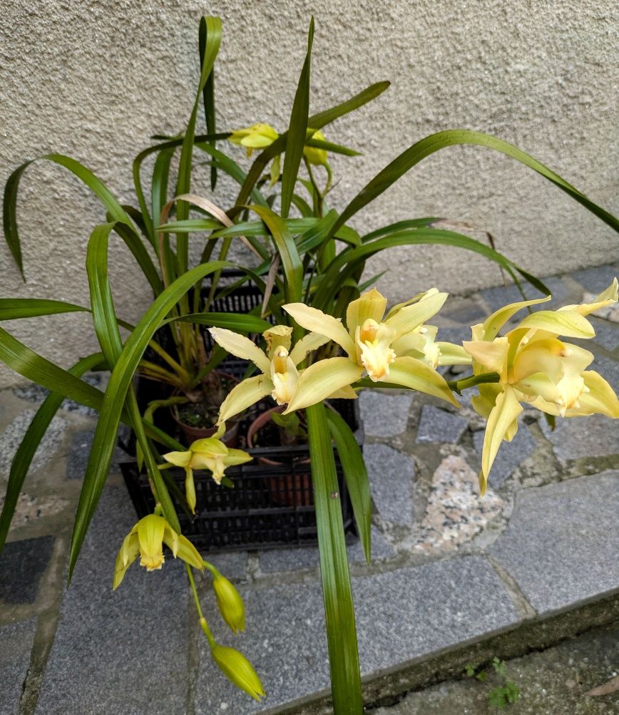 Orquídea de exterior