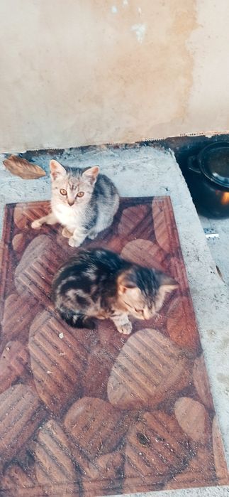 Кошенята котята в добрі руки