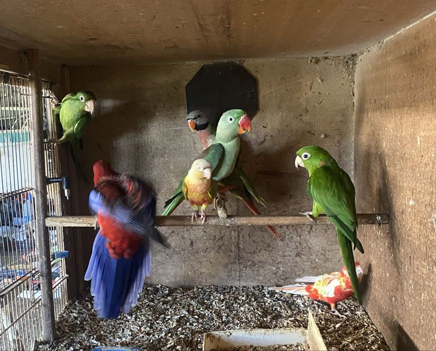 Varias aves descasadas. Para venda