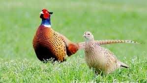 Відлов фазанів без  проблем