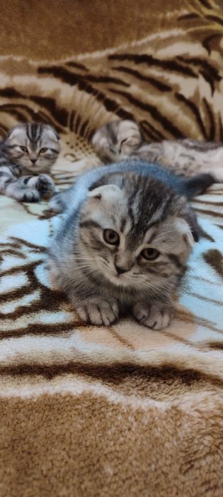 Котята скоттиш фолд