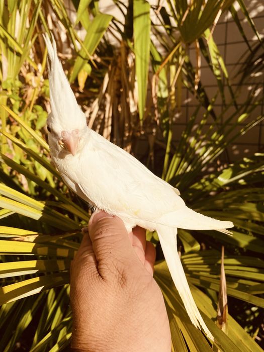 Caturra domesticada excecional Branca