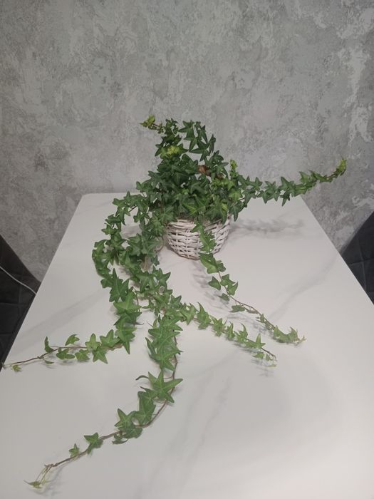 Плющ комнатный, комнатное растение