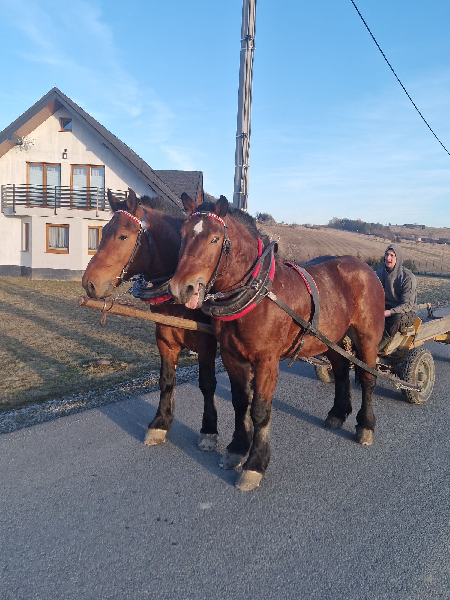Sprzedam Wałachy