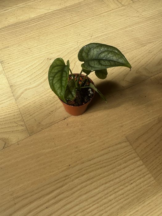 Monstera siltecepana