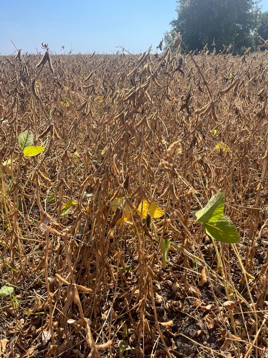 Продам сою Канзас