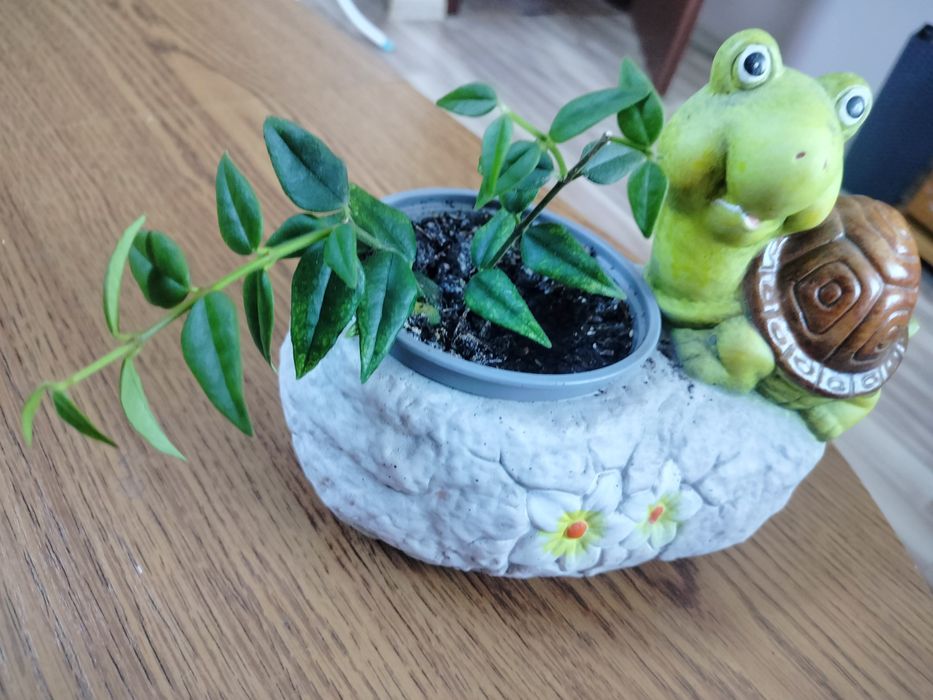 Hoja Bella,hoja Bella