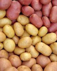 Batatas biológicas