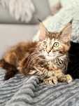 Maine coon przepiekna kotka do odbioru Maine coon